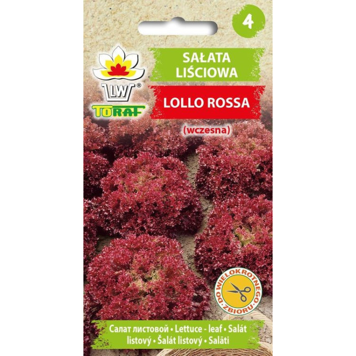 Sałata liściowa Lollo Rossa wczesna 1g TORAF