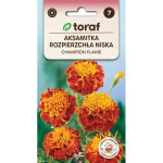 Aksamitka rozpierzchła CHAMPION FLAME 0,5g TORAF