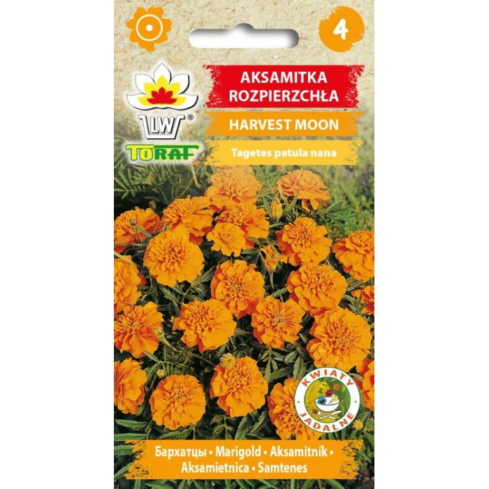 Aksamitka rozpierzchła HARVEST MOON pomarańczowa 1g TORAF