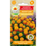 Aksamitka rozpierzchła ORANGE FLAME 1g TORAF