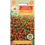 Aksamitka wąskolistna PAPRIKA 0,5g TORAF