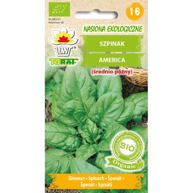BIO Szpinak America – ekologiczne nasiona, plenna odmiana do ogrodu