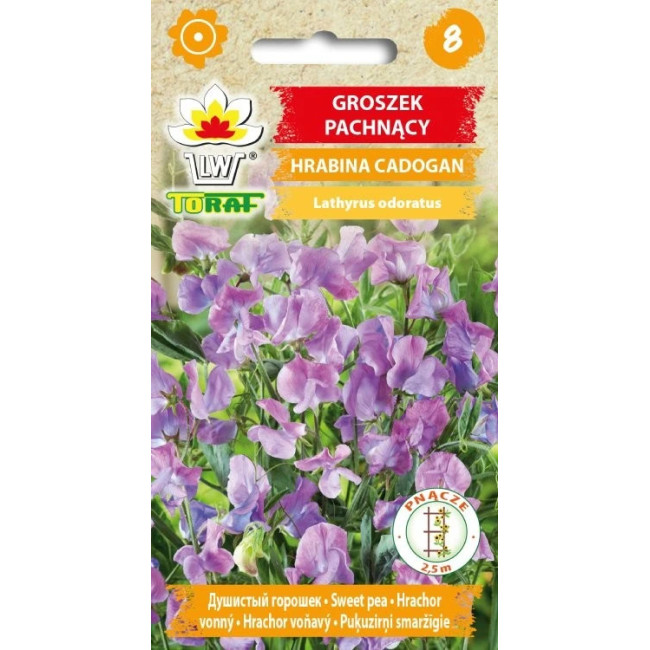 Groszek pachnący Hrabina Cadogan – jasnoniebieskie, pachnące kwiaty