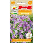 Groszek pachnący Hrabina Cadogan – jasnoniebieskie, pachnące kwiaty