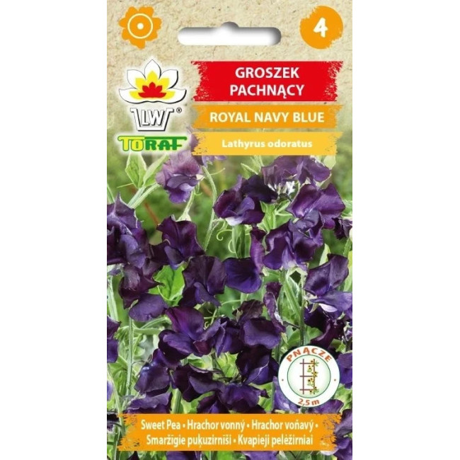 Groszek pachnący Royal Navy Blue – granatowe, pachnące kwiaty pnące