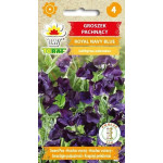 Groszek pachnący Royal Navy Blue – granatowe, pachnące kwiaty pnące