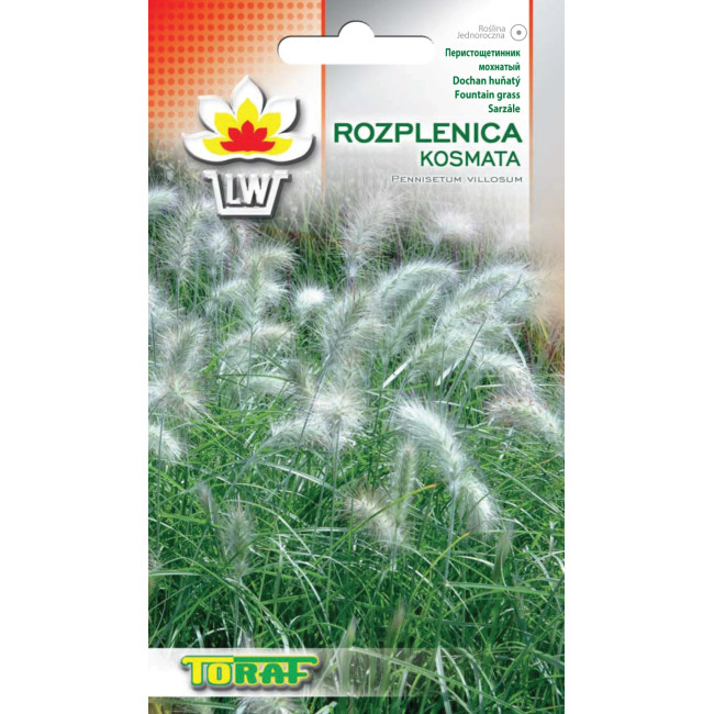 Rozplenica kosmata – trawa ozdobna jednoroczna nasiona