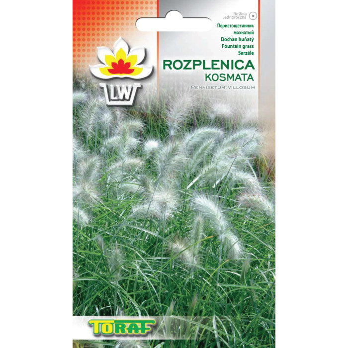 Rozplenica kosmata – trawa ozdobna jednoroczna nasiona