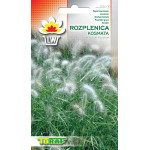Rozplenica kosmata – trawa ozdobna jednoroczna nasiona