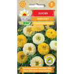 Złocień wieńcowy 1 g Toraf – Chrysanthemum coronarium nasiona