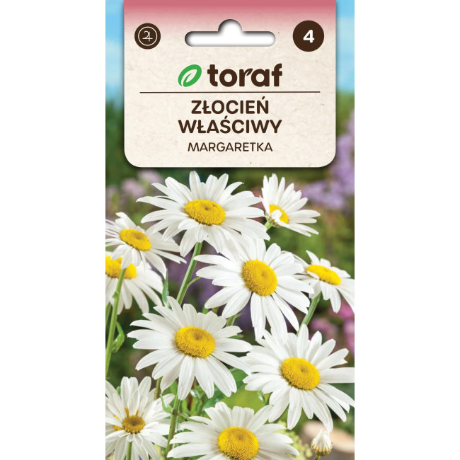 Złocień właściwy Margaretka 1 g TORAF – nasiona bylin do ogrodu