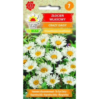 Złocień właściwy CRAZY DAISY TORAF 0,2 g – nasiona byliny