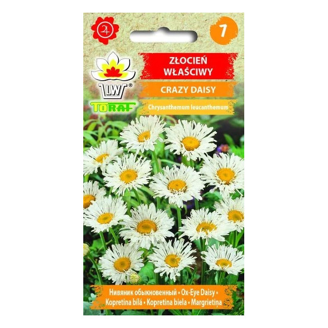 Złocień właściwy CRAZY DAISY TORAF 0,2 g – nasiona byliny