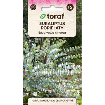 Eukaliptus popielaty Eucalyptus cinerea TORAF – nasiona 20 szt.