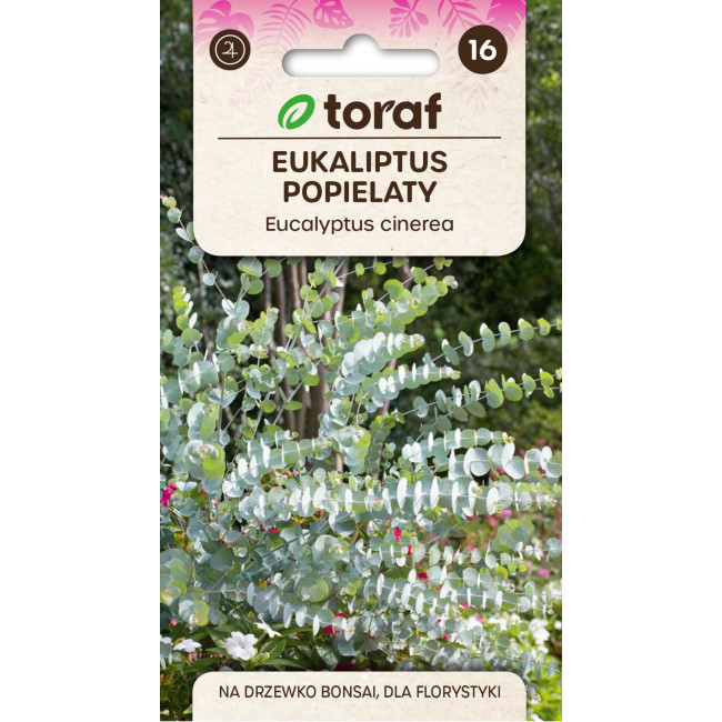 Eukaliptus popielaty Eucalyptus cinerea TORAF – nasiona 20 szt.