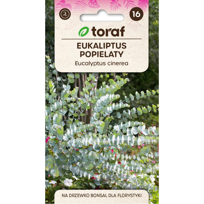 Eukaliptus popielaty Eucalyptus cinerea TORAF – nasiona 20 szt.