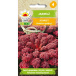 Jarmuż Scarlet 1g TORAF