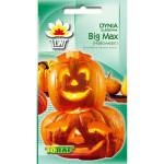 Dynia Big Max 4g TORAF