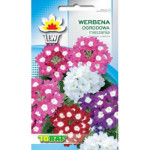 Werbena ogrodowa mix 0,3g TORAF